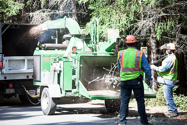 Best Arborist Consultation Services  in Prestonsburg, KY